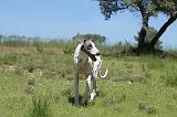 GREYHOUND 112